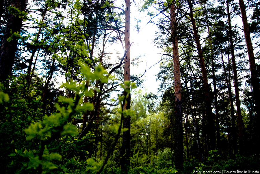 Siberian forest