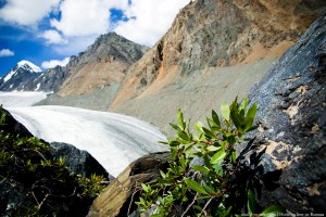 Aktru glacier, Altai mountains      