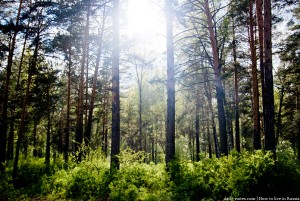Siberian forest      